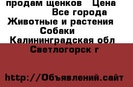 продам щенков › Цена ­ 15 000 - Все города Животные и растения » Собаки   . Калининградская обл.,Светлогорск г.